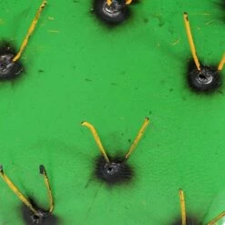 Sunnydaze Decor Sunnydaze Yellow-Needled Barrel Cactus Metal Statue - Rustic Metal Art Sculpture for the Yard - For Indoor or Outdoor Use - 17.5-Inch - Green -Cheap Garden Decor Store unnamed file 11334