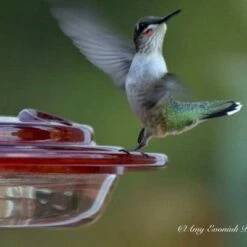 Birds Choice 8oz Hummingbird Bird Feeder 7 Birds Choice 8oz Hummingbird Bird Feeder -Cheap Garden Decor Store unnamed file 12332