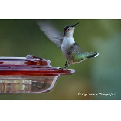 Birds Choice 8oz Hummingbird Bird Feeder 5 Birds Choice 8oz Hummingbird Bird Feeder - Image 4