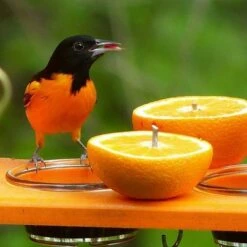 Birds Choice Poly-Recycled Oriole Bird Feeder -Cheap Garden Decor Store unnamed file 12749