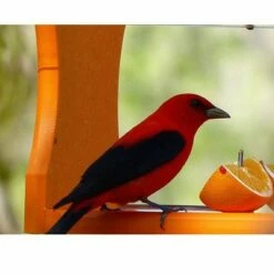 Birds Choice Poly-Recycled Oriole Bird Feeder -Cheap Garden Decor Store unnamed file 12750