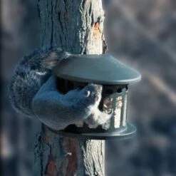 Woodlink Outdoor Alloy Steel Hanging Mount Backyard Squirrel Diner 2 Style Feeder with 4 Pound Feed Capacity for Gardens and Backyards -Cheap Garden Decor Store unnamed file 12864