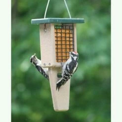 Birds Choice Bird Single-Cake Tail-Prop Suet Bird Feeder with Green Top -Cheap Garden Decor Store unnamed file 13187