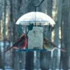 Birds Choice Hanging Seed Cylinder Bird Feeder
