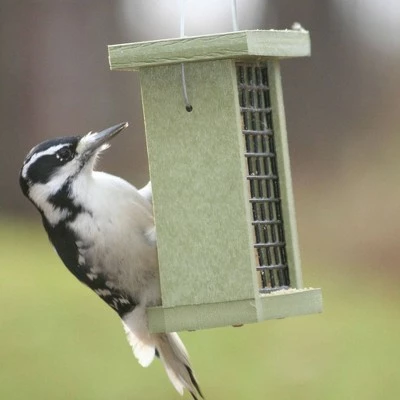 Birds Choice Single Suet Bird Feeder 5 Birds Choice Single Suet Bird Feeder - Image 3