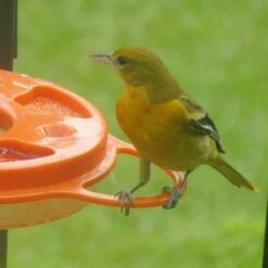 Birds Choice Oriolefest Oriole Feeder 12oz