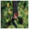 Droll Yankees Yankee Dipper Collapsing Straight Perch Squirrel Proof Bird Feeder - Red - 21"