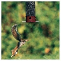 Droll Yankees Yankee Dipper Collapsing Straight Perch Squirrel Proof Bird Feeder - Red - 21" -Cheap Garden Decor Store unnamed file 13601