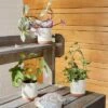 Hearth & Hand With Magnolia Mini 3pc Metal Plant Trellis Set Brass Finish - Hearth & Hand™ with Magnolia