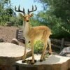 Design Toscano Woodland Buck Deer Statue 2 Design Toscano Woodland Buck Deer Statue -Cheap Garden Decor Store unnamed file 866