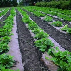 DeWitt NAT3300 3 x 300 Ft All Natural Organic Biodegradable Paper Mulch Garden Weed Control Barrier -Cheap Garden Decor Store unnamed file 8818