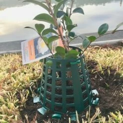 Plant Knight Tree Trunk Guard Protector with 6 Inch Plastic Expandable Wrap Fence Cage Ventilation and Clip for Garden Protection, 6 Pack (Green) -Cheap Garden Decor Store unnamed file 8978